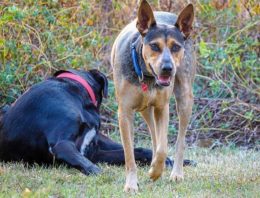 Australia Kelpies Don’t Have Dingo DNA After All