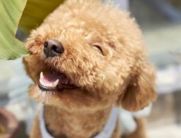 These Dental Issues Might Already Be Affecting Your Pet