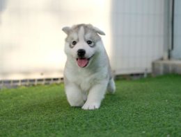 Differentiating Between a Good and Bad Puppy Breeder