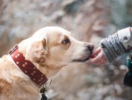 Tips to Keep Your Furry Seniors Happy