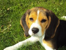 A Touching Farewell to a Therapy Dog That Everyone Grew to Love