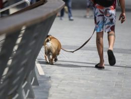 College Kids Get to De-Stress with Seeing-Eye-Dogs-In-Training