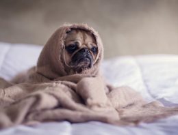 Research Says That An Office Dog Would Increase Productivity