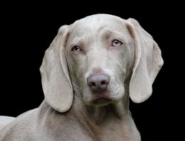 Why You Shouldn’t be Worried About Your Pet’s Disgusting Poop Eating Habits
