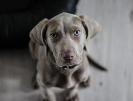 Does Brain Size Matter in Dog Cognition?