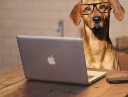 The One Day in Australia When Dogs are Allowed in the Office