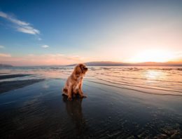 Tips on Going on Holiday With Your Pets