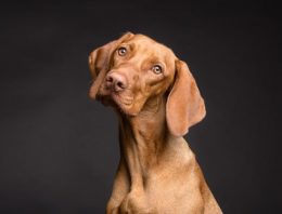The 101 on Relieving Your Pet’s Anxiety When You Just Can’t Shield Them From Fireworks Going Off