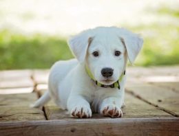 Mourning Dolly, Justin Theroux and Jennifer Aniston’s White Shepherd