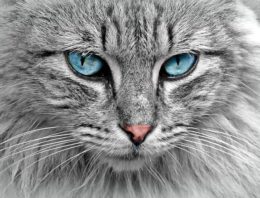 Choosing Your Cat Breed
