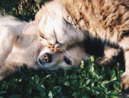 How to Properly Introduce A Dog to A Cat