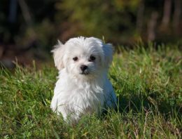 How To Help Pets Beat the Heat [Stroke]
