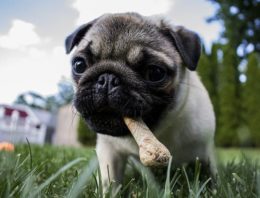 How To Pick A Good Chew Toy for Your Dog