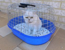 Pets are in Danger of Getting Euthanized if People Don’t Start Adopting or Helping Out