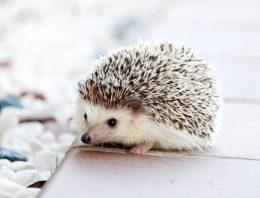 The New RSPCA Guidelines on the Online Pet Marketplace