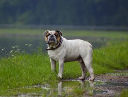 Dog Exercises That You Can Do in Any Weather