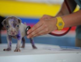 Disaster Preparedness Plan for Pet Owners