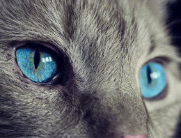 How Technology in Pet Care is Moving Forward