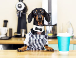 15 Dog-friendly Cafes In Brisbane