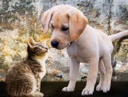 How to Facilitate Safe Socialization with Other Pets