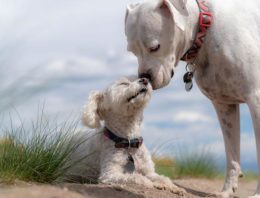 Is Having Pets Environmentally Sustainable?
