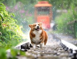 Ins and Outs of Keeping Your Pets Cool in the Coming Summer