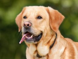 How Canines Help in Getting People to Open Up About Their Mental Health