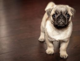 Our Pets Might Have the Key to Curing Dementia