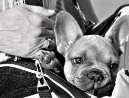 How to Prepare Your Pet Bug Out Kit in Case of Bushfire