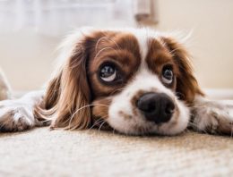 Why Your Fur Babies Shouldn’t Partake in Consuming Halloween Treats