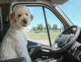 How Allowing Pets on Public Transport Could Ease Sydney’s Traffic Problems