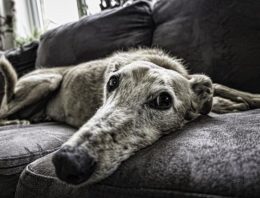 Ridding Our Furniture of Pet Hair