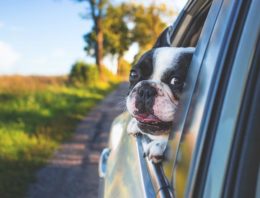 How To Travel In a Car With Your Dog