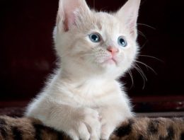 Choosing the Right Litter is Paramount to Teaching Your Cat Where to Do Their Business