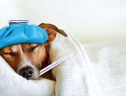 Could You Save Your Pets Life?
