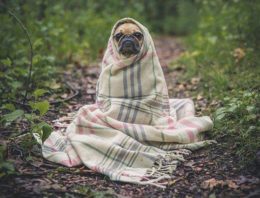 Life Stages of Your Doggos and What You Can Expect From Them