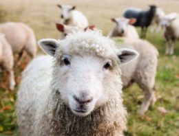 New Animal Welfare Lending Policies From NAB