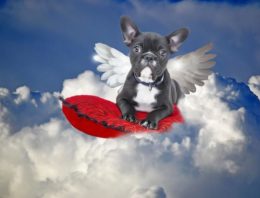 RSPCA Needs More Guardian Angels