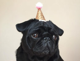 Nigella THE PUG: THE SOCIAL MEDIA SENSATION